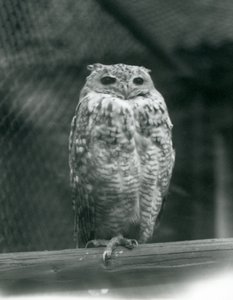En Savingys Farao-ørneugle hviler på en gren i London Zoo, september 1925 af Frederick William Bond