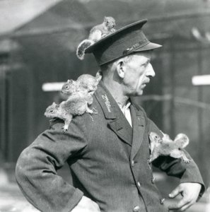 En andenklasses vogter med fire unge grå egern, der klatrer på sin uniformshat og jakke, London Zoo af Frederick William Bond