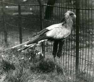En sekretærfugl i London Zoo i september 1923 af Frederick William Bond