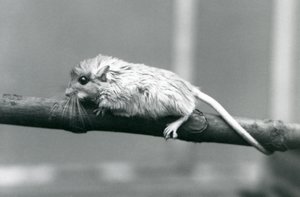 En Shaws Jird klatrer langs en gren i London Zoo i 1927. af Frederick William Bond