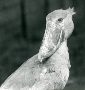 A Shoe-billed Stork, London Zoo, juli 1926 af Frederick William Bond