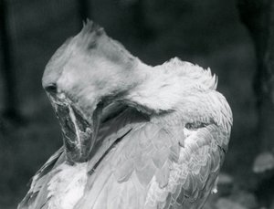 En skonæb, der pudser sine fjer i London Zoo i 1926 af Frederick William Bond