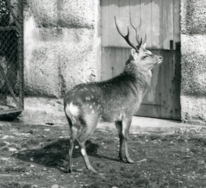 En Sikajapansk plettet kronhjort stående i hans indhegning i London Zoo, august 1927 af Frederick William Bond