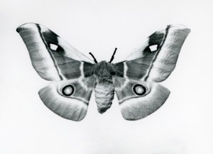En Silkmoth, Bunaea caffraria, i London Zoo, før 1930 af Frederick William Bond