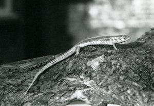 En Skink hviler på en træstamme i London Zoo i 1929 (s/h-foto) af Frederick William Bond