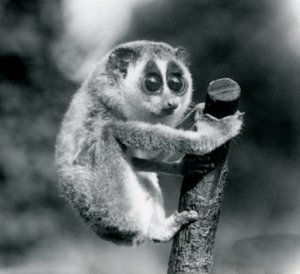 En slank Loris, der holder fast i enden af en filial, London Zoo, august 1926 af Frederick William Bond
