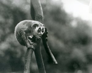 En slank Loris ser ned fra en gren, London Zoo, august 1926 af Frederick William Bond