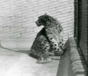 En Snow Leopard sidder på gulvet i London Zoo af Frederick William Bond