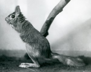 En sydafrikansk SpringhareCape Jumping Hare sidder ved en gren i dens indhegning, London Zoo, december 1925 af Frederick William Bond