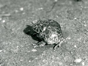 A South American Horned Frog, London Zoo, december 1925 af Frederick William Bond