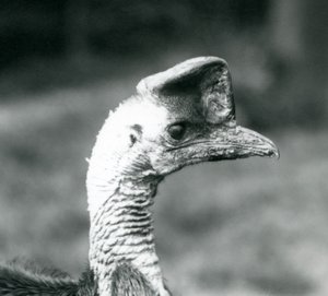 En sydlig kasuar i London Zoo, juni 1925 af Frederick William Bond