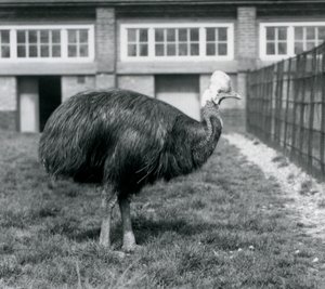 En sydlig kasuar i London Zoo i juni 1925 af Frederick William Bond