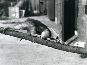 En Southern Tamandua/Collared Myresluger/Lesser Myresluger, der går langs en gren i London Zoo af Frederick William Bond