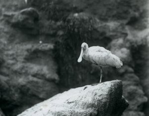 En skestork stående på en sten i London Zoo i september 1927 af Frederick William Bond