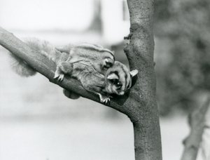 En Sugar Glider på en gren med sin baby på ryggen, London Zoo af Frederick William Bond