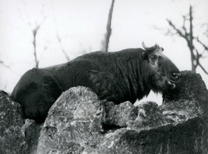 En Takin, også kendt som en gems eller Gnu-ged, hviler på en klippe, London Zoo, 1925 af Frederick William Bond