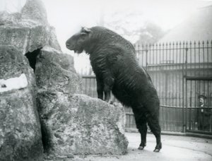 En Takin, også kendt som en kvæggems eller Gnu-ged, der står oprejst med forbenene hvilende på en sten, London Zoo af Frederick William Bond