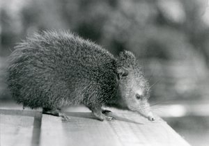 En Tenrec i London Zoo i 1929 (s/h foto) af Frederick William Bond