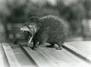 En Tenrec med åben mund, der viser dens brede gab og skarpe tænder, London Zoo af Frederick William Bond