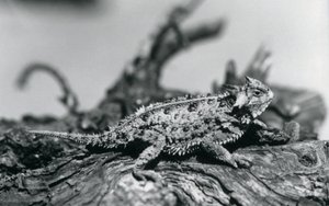 En Texas Horned Lizard/Horntoad/Horned Toad/Horny Toad hviler på en træstamme i London Zoo i september 1928 (s/h foto) af Frederick William Bond