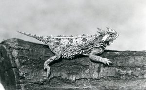 En horntudse fra Texas/horntudse/horntudse/horntudse hviler på en træstamme i London Zoo i august 1928 (s/h-foto) af Frederick William Bond