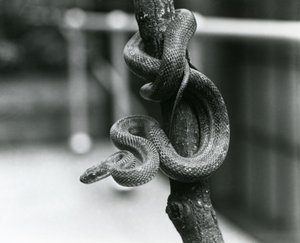 En Texas Rat Snake snoede sig rundt om en næsten lodret gren i London Zoo i august 1928 (s/h foto) af Frederick William Bond