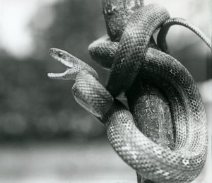 En Texas Rat Snake gabende, mens den er viklet rundt om en næsten lodret gren, London Zoo, august 1928 (s/h foto) af Frederick William Bond