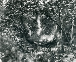 Et tretået dovendyr hængende fra en grøn gren i London Zoo. august 1920. af Frederick William Bond