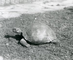 En skildpadde stående på græs i London Zoo i 1926 (s/h foto) af Frederick William Bond