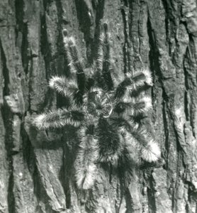 En Trinidad Chevron Tarantula på barken af en træstamme, London Zoo, oktober 1926