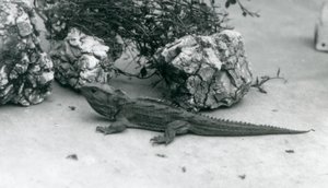 En Tuatara i London Zoo i 1927 af Frederick William Bond