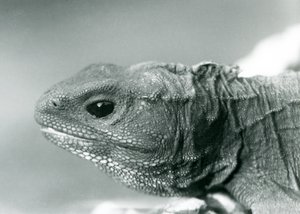 En Tuatara i London Zoo i 1928 (s/h foto) af Frederick William Bond