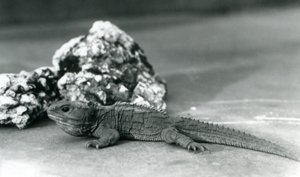 En Tuatara, der ligger foran en klippe i London Zoo i 1928 (s/h foto) af Frederick William Bond