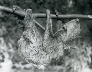 Et to-toed dovendyr hængende fra en afskåret gren, London Zoo, 1927 af Frederick William Bond