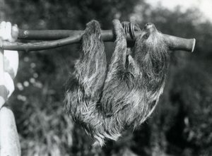 Et to-toed dovendyr hængende fra en afskåret gren, som holdes af en vogter, London Zoo, 1925 af Frederick William Bond