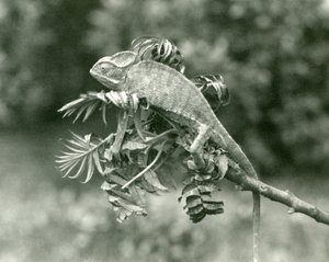 En sløret eller Yemenisk kamæleon for enden af en grøn gren i London Zoo, juni 1924 af Frederick William Bond