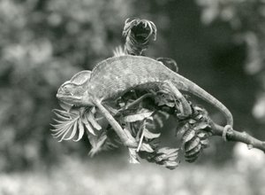 En tilsløret eller Yemenisk kamæleon holder fast i enden af en grøn gren med sin gribehale, London Zoo, juni 1924 af Frederick William Bond