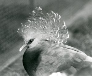 En Victoria Crowned Pigeon i London Zoo i september 1927 af Frederick William Bond