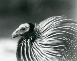 En grib-perlehøne i London Zoo i 1927 af Frederick William Bond