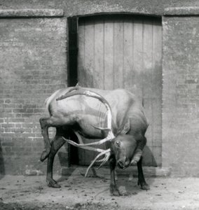 En WapitiElk-hjort står i sit indhegning i London Zoo i september 1927 af Frederick William Bond