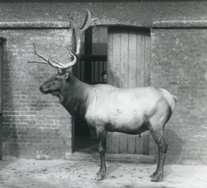 En WapitiElk-hjort står i sit indhegning i London Zoo i september 1927 af Frederick William Bond