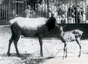 En Wapiti/Elg med sin fawn i deres fold med besøgende, der kigger på gennem barer, London Zoo af Frederick William Bond