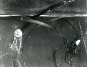 En vandedderkop og dens luftklokke under vandet, London Zoo, oktober 1925 af Frederick William Bond