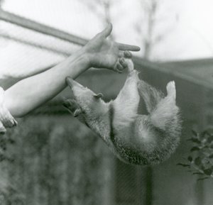 En ung Collared Tamandua, der hænger på sine brugers fingre med sin gribende hale, mens den rækker ud for at holde fast i målmandens arm, London Zoo, april 1925 af Frederick William Bond
