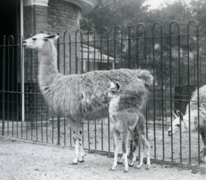 En baby Lama eller Cria med sin mor i London Zoo, 1926 af Frederick William Bond