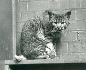 En bay lynx bobcat kigger ned fra en afsats, som den sidder på, i dens indhegning, London Zoo, marts 1925 af Frederick William Bond