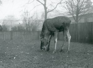En tyr Elg/Elg står i sin fold og rækker ned mod græsset, London Zoo, januar 1926 (s/h-foto) af Frederick William Bond