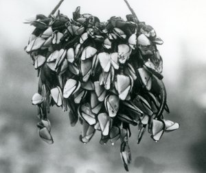 En klump af Pelagisk Svanehals Glat Svanehals-barnacles bliver suspenderet i vandet på et reb, London Zoo, marts 1925 af Frederick William Bond