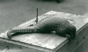 En kritisk truet kinesisk Pangolin kigger ned over kanten af trækassen, den sidder på, London Zoo, juli 1925 af Frederick William Bond