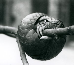 En kritisk truet kinesisk Pangolin hviler, krøllet omkring en vandret gren, London Zoo, før 1930 af Frederick William Bond